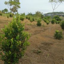 Mari Menanam Jeruk Sambal